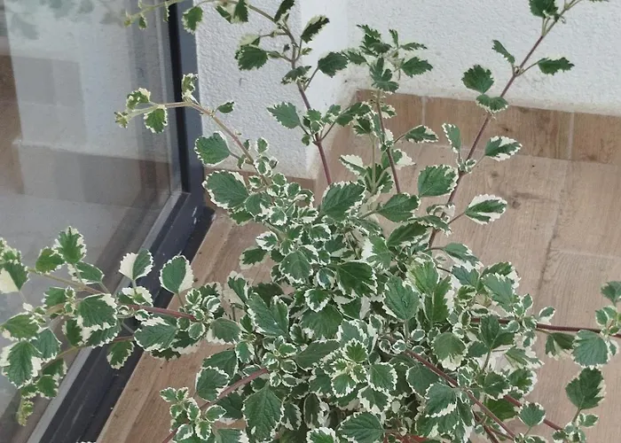 Jovic1 Veliko Gradište